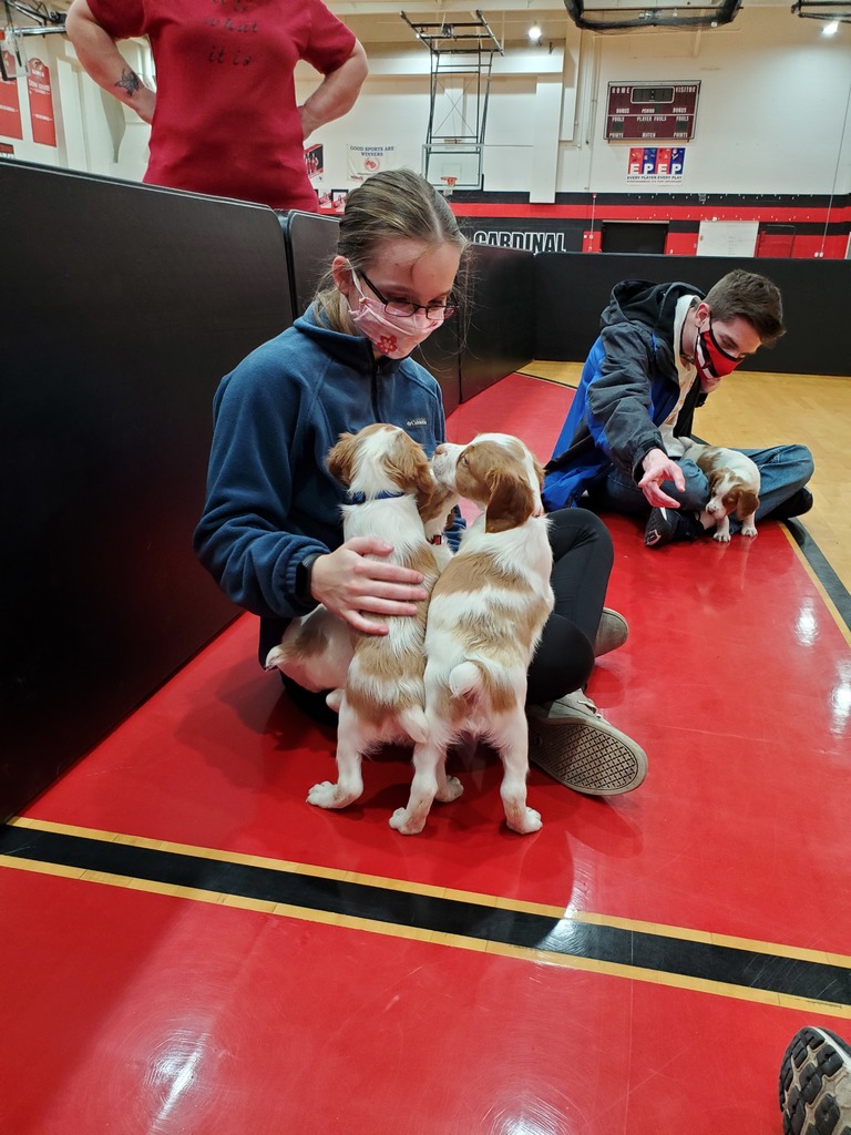 Puppies